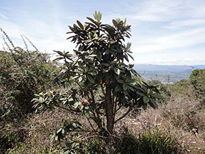 Pidurutalagala Mountain peak Flora
